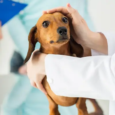 Studienplatzklage Tiermedizin